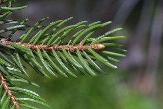 Picea rubens, twig - showing attachment of needles