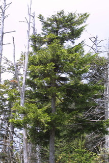 Picea rubens, whole tree - general