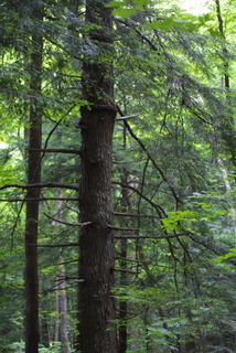 Tsuga canadensis, whole tree - general