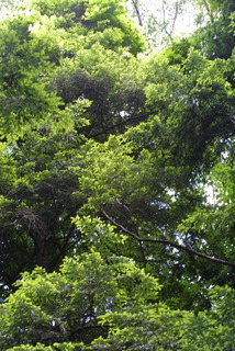 Tsuga canadensis, whole tree - view up trunk