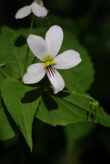 Viola canadensis, inflorescence - frontal view of flower