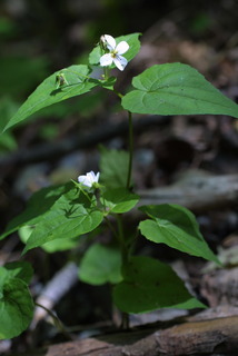 Viola canadensis, whole plant - in flower - general view