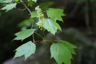 Acer spicatum, inflorescence - whole - unspecified