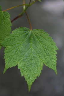 Acer spicatum, leaf - whole upper surface