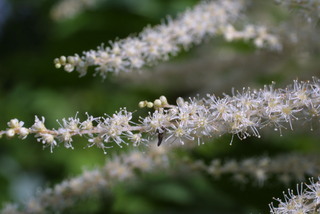 Aruncus dioicus, inflorescence - frontal view of flower