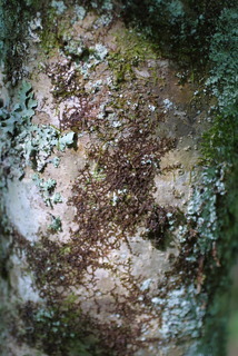 Ilex opaca, bark - of a large tree