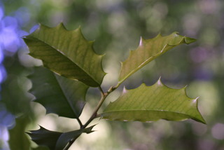 Ilex opaca, leaf - showing orientation on twig
