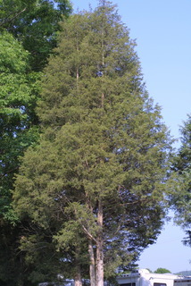Juniperus virginiana, whole tree - general
