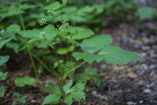 Cryptotaenia canadensis, whole plant - in flower - general view
