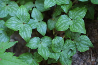 Hepatica nobilis, leaf - unspecified