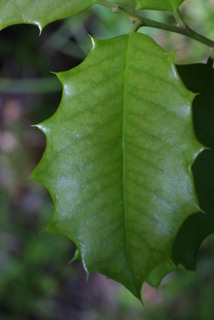Ilex opaca, leaf - whole upper surface