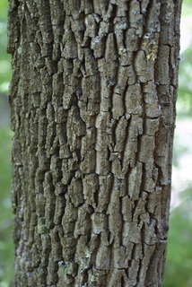 Oxydendrum arboreum, bark - of a medium tree or large branch