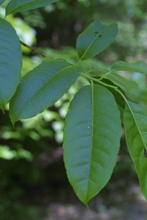 Oxydendrum arboreum, leaf - showing orientation on twig
