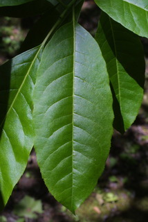 Oxydendrum arboreum, leaf - whole upper surface