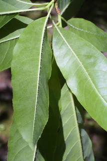 Oxydendrum arboreum, leaf - whole upper surface