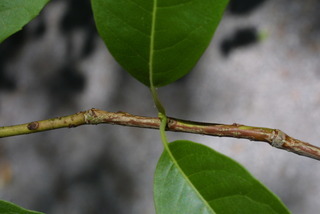 Oxydendrum arboreum, twig - orientation of petioles