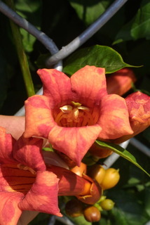 Campsis radicans, inflorescence - frontal view of flower