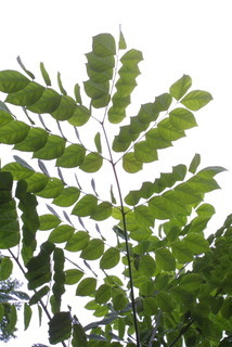 Gymnocladus dioicus, leaf - unspecified