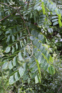 Gymnocladus dioicus, leaf - whole upper surface