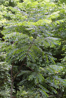 Gymnocladus dioicus, whole tree or vine - general