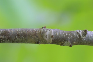 Juglans cinerea, twig - close-up winter leaf scar/bud