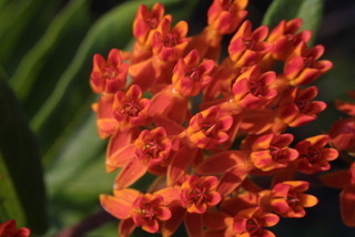 Asclepias tuberosa, inflorescence - frontal view of flower
