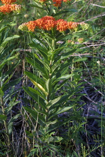 Asclepias tuberosa, whole plant - in flower - general view