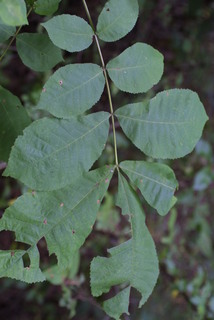 Carya cordiformis, leaf - whole upper surface