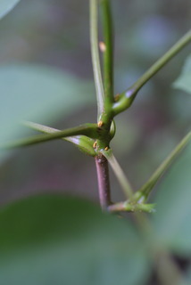 Carya cordiformis, twig - close-up winter leaf scar/bud