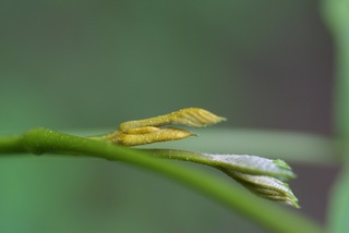 Carya cordiformis, twig - close-up winter terminal bud