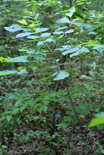Carya cordiformis, whole tree or vine - general