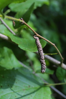Corylus americana, inflorescence - whole - unspecified