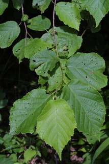 Corylus americana, leaf - showing orientation on twig