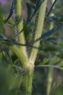Daucus carota, stem - showing leaf bases