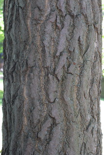 Ginkgo biloba, bark - of a large tree