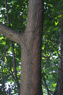 Ginkgo biloba, bark - of a medium tree or large branch