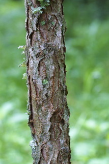 Gymnocladus dioicus, bark - of a small tree or small branch