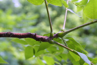 Gymnocladus dioicus, twig - orientation of petioles