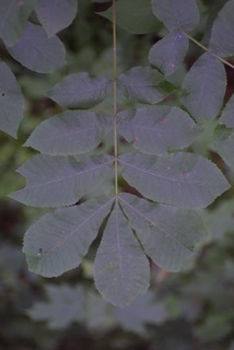 Carya cordiformis, leaf - whole upper surface