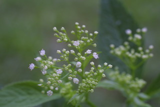 Cryptotaenia canadensis, inflorescence - whole - unspecified