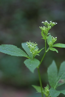 Cryptotaenia canadensis, whole plant - in flower - general view