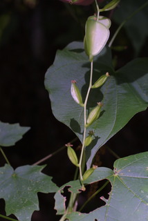 Dioscorea villosa, fruit - as borne on the plant