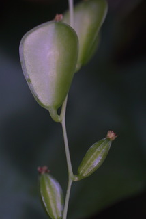 Dioscorea villosa, fruit - lateral or general close-up