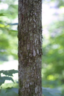 Ostrya virginiana, bark - of a small tree or small branch