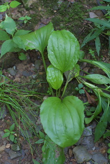 Plantago rugelii, leaf - basal or on lower stem