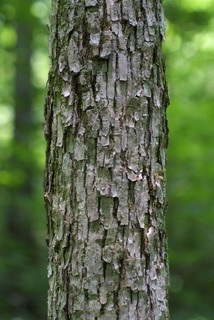 Quercus muehlenbergii, bark - of a medium tree or large branch