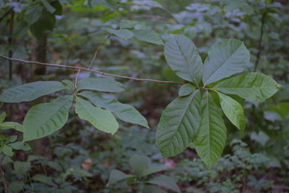 Asimina triloba, leaf - showing orientation on twig