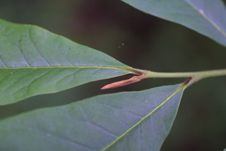 Asimina triloba, twig - close-up winter terminal bud