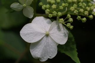 Hydrangea arborescens, inflorescence - frontal view of flower