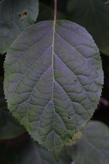 Hydrangea arborescens, leaf - whole upper surface